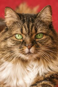 Close-up portrait of cat