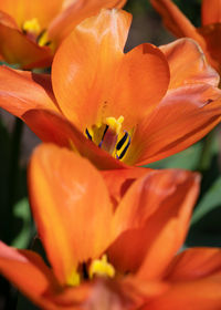 Close-up of tulip