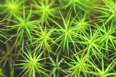 Full frame shot of plants growing on field