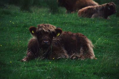Dog running on grassy field
