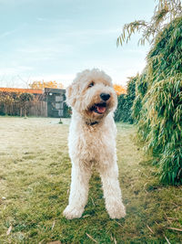 Dog running in field