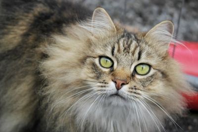 Close-up portrait of cat