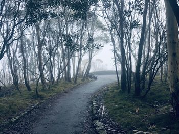 Dirt road amidst trees in forest