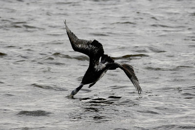 Close-up of seagull flying over sea