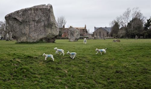 Spring lambs loving new life in spring at avebury