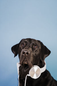 Close-up of dog looking away against blue sky