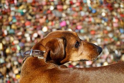 Close-up of dog looking away