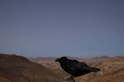 View of bird on mountain against clear sky