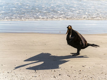 Cormorant sun bathing on the beach