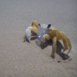 animal themes