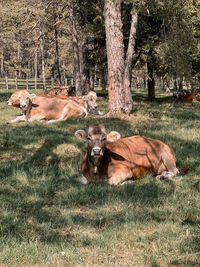 Cows on field