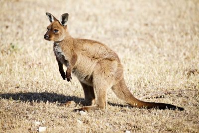 Side view of  kangaroo 