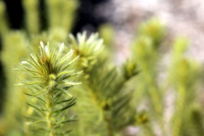 Close-up of plant