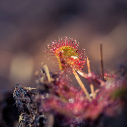 A beautiful sundew growing in the wetlands. sundew leaves. carnivorous plant in northern europe.