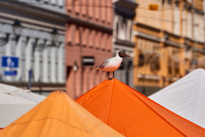 Close-up of bird perching on building