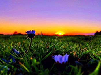 Close-up of purple crocus flowers growing in field