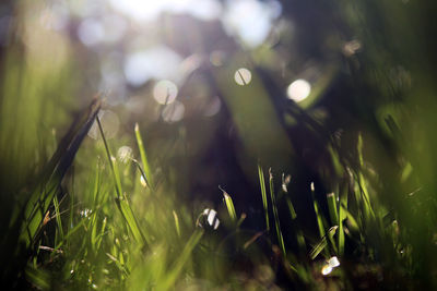 Close-up of grass