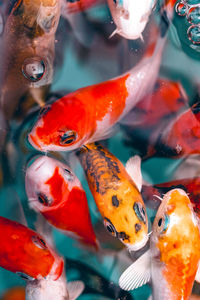 Fish swimming in pond