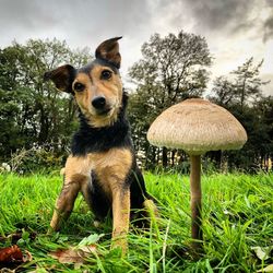 Portrait of dog on field