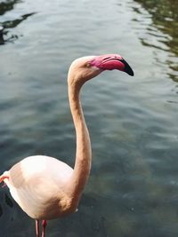 Swan in a lake