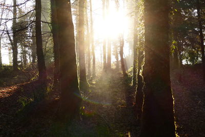 Trees in forest during sunset