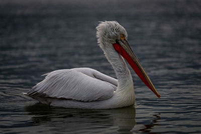 Close-up of pelican