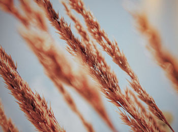 Close-up of stalks against blurred background