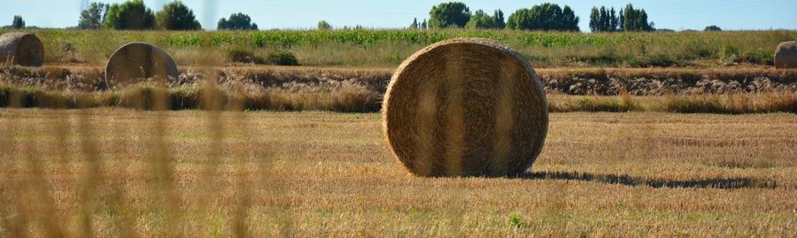 Straw bales