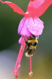 Close-up of bee pollinating on pink flower