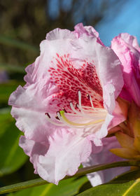 Close-up of pink rose