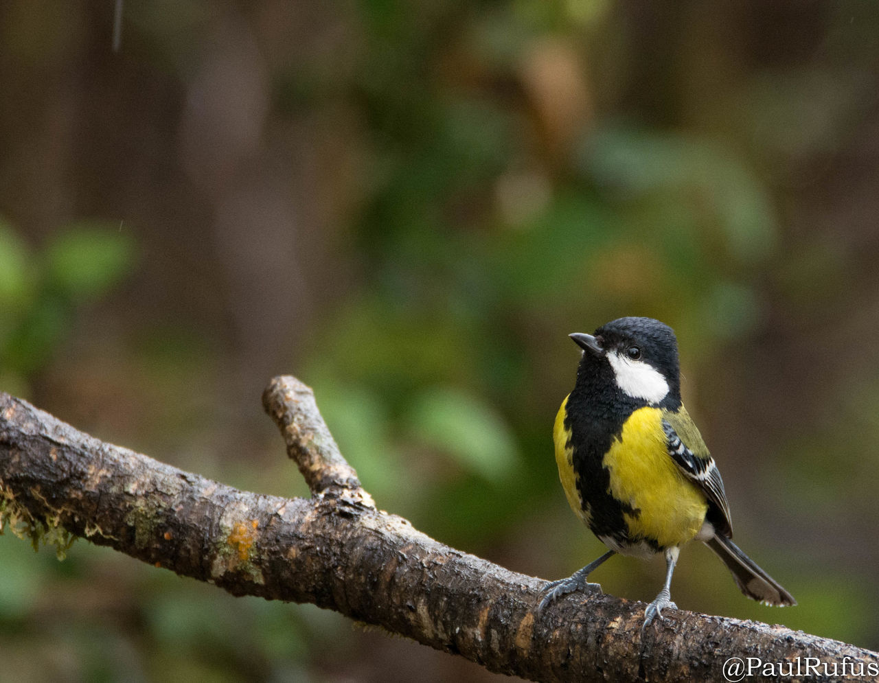 CLOSE-UP OF BIRD PERCHING ON A TREE