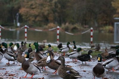 Flock of birds