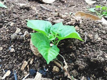 High angle view of plant on field