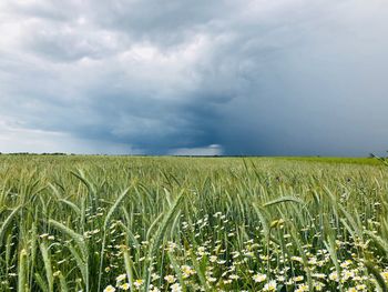 Scenic view of agricultural field against sky