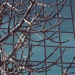 Close-up of bare tree against clear sky