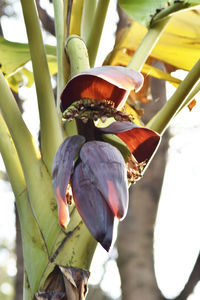 Close-up of flowering plant