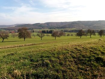 Scenic view of trees on field against sky