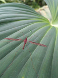 High angle view of insect on leaf