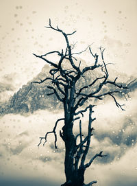 Close-up of bare tree during winter against sky