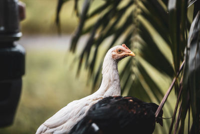 Close-up of a bird