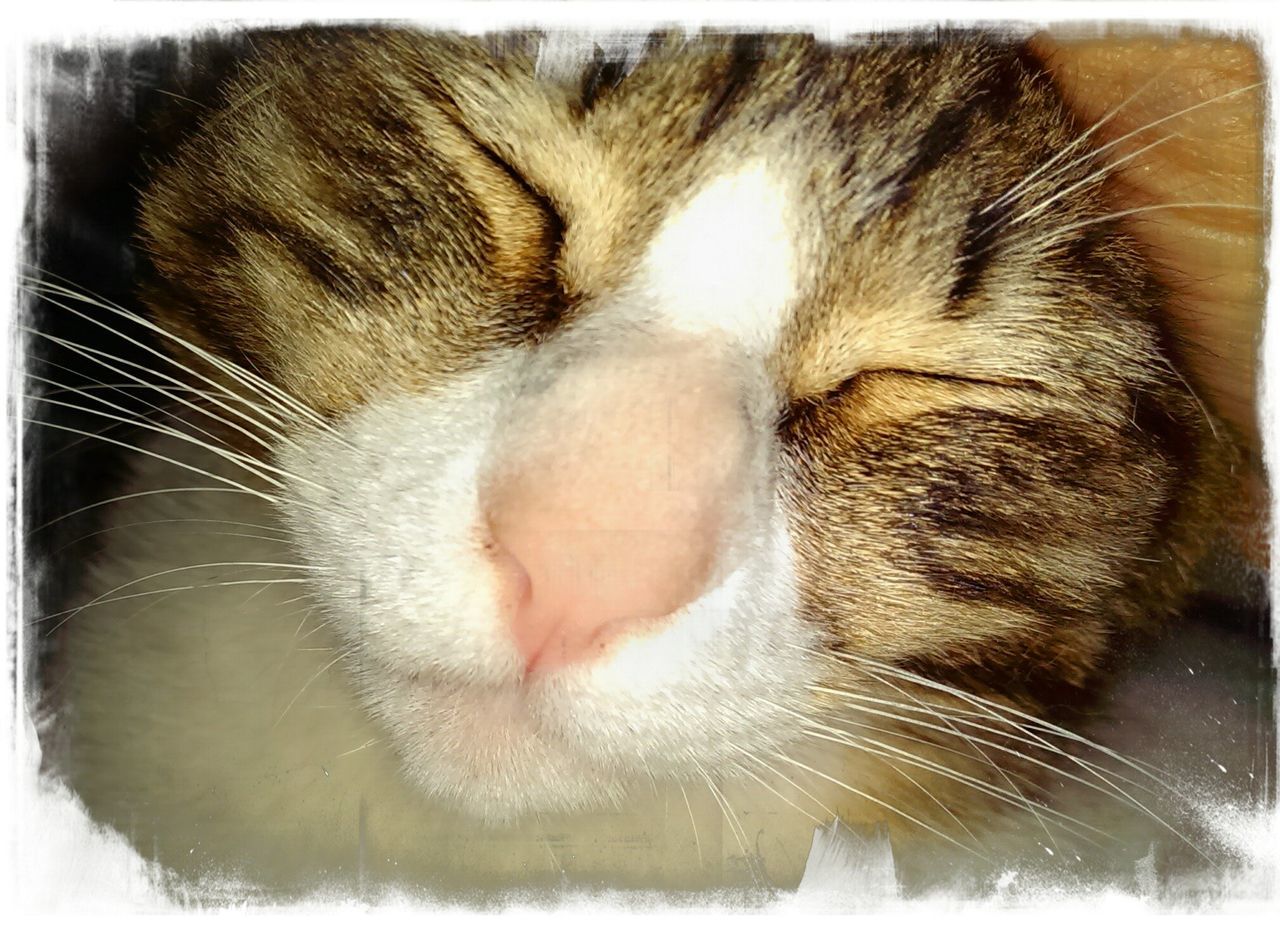 animal themes, one animal, transfer print, pets, domestic animals, mammal, domestic cat, cat, feline, auto post production filter, whisker, indoors, close-up, sleeping, animal head, animal body part, relaxation, zoology, eyes closed, resting