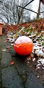 Close-up of pumpkin on field during winter