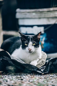 Close-up portrait of a cat