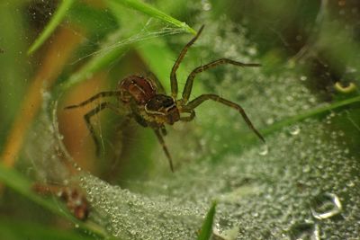 Close-up of spider on web