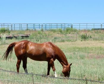 Side view of horse in ranch