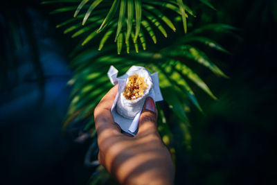 Close-up of hand holding plant