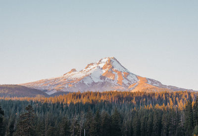 Scenic view of trees and snowcapped mountain against clear sky
