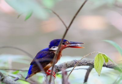 Close-up of kingfisher perching with dead fish on branch
