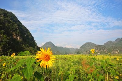 Yellow flowers blooming on field against sky