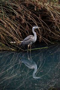 High angle view of duck in lake